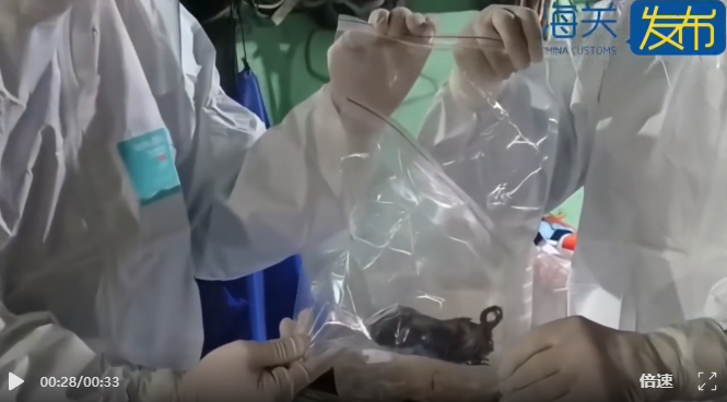 入境船舶惊现“鼠影重重”......